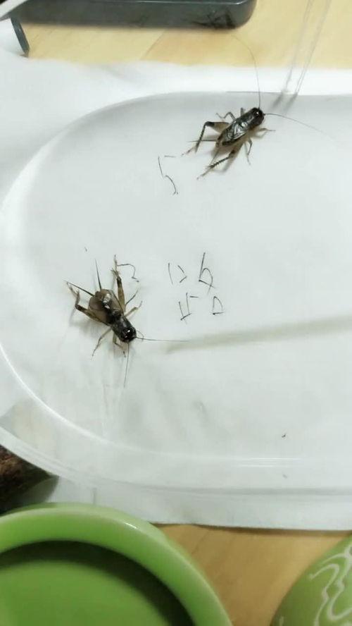 国产蟋蟀机视频网站大全  第1张