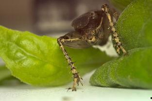 国产蟋蟀机视频网站大全  第2张