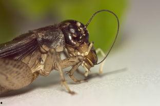 国产蟋蟀机视频网站大全  第3张